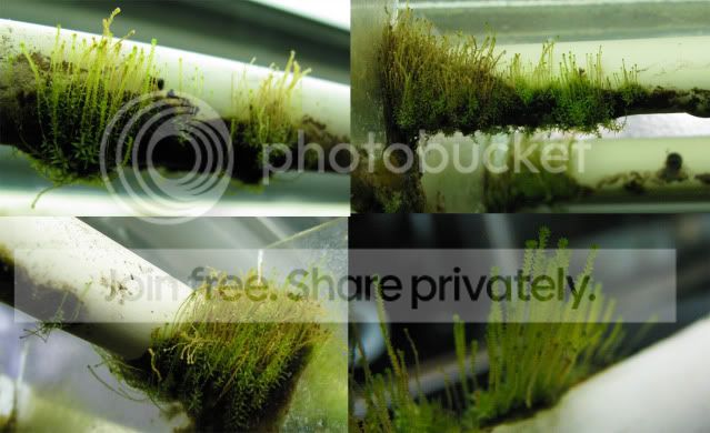MossGrowth.jpg