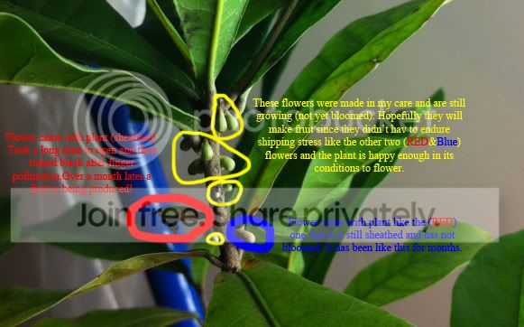 MiracleFruitFlowersText.jpg