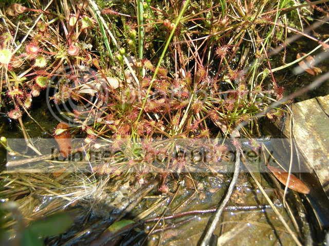 DSCN4739.jpg