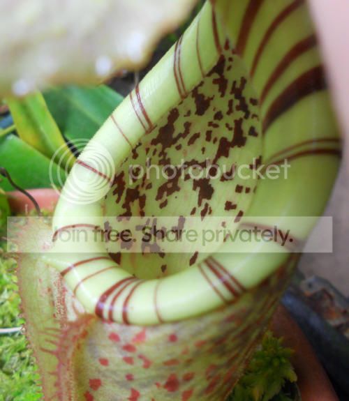 Nbubidgeae_2-20-13_zpsed4bcf76.jpg