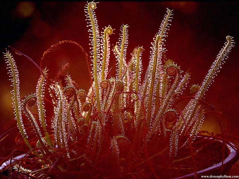 013_Dr_filiformis.jpg