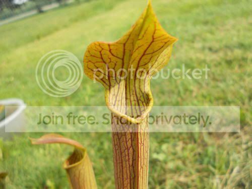 Srubra_8-22-11.jpg