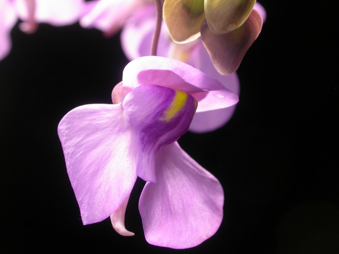 2006-1-27_U_humboldtii_028.jpg