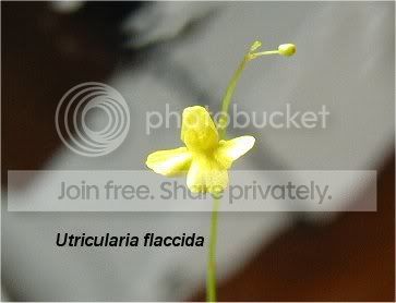 flaccida.jpg