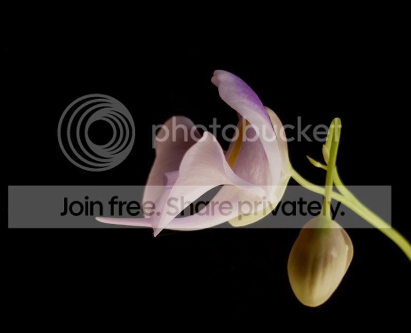Ureniformisfcourteflowerltside091612RS.jpg