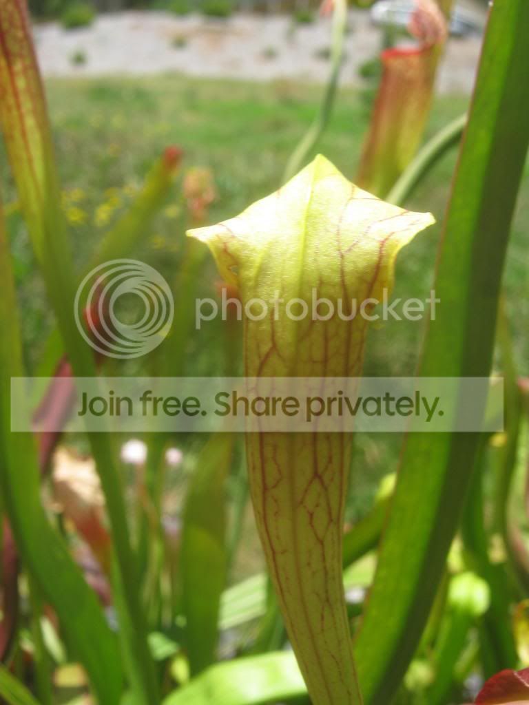 IMG_5428_zps9b137ae8.jpg