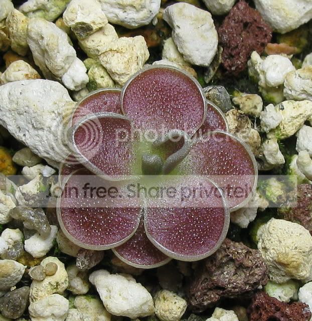 IMG_2026-P-spec-Minas-des-Asbestos.jpg