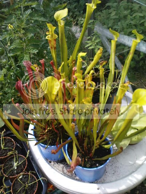 vft045.jpg