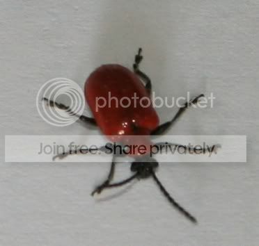 BEETLE.jpg