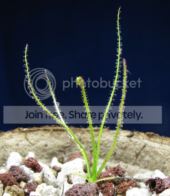 IMG_1888-Drosophyllum-lusitanicum-Portugal.jpg