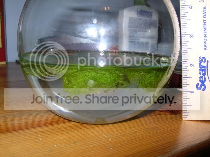 gibbabowl.jpg