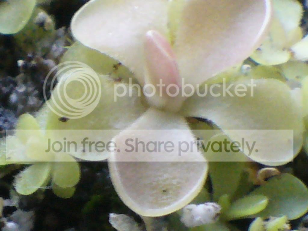 Phoyos044.jpg