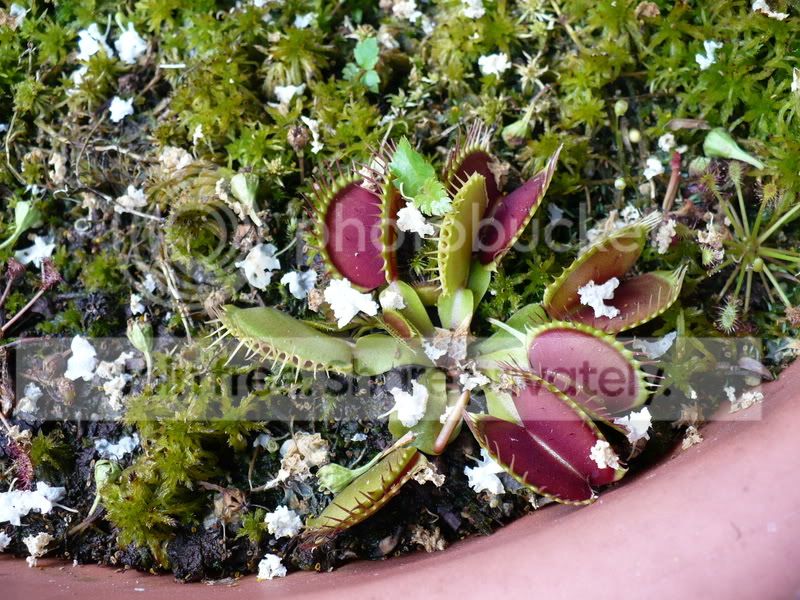 RoxiesBackyardBogs028.jpg