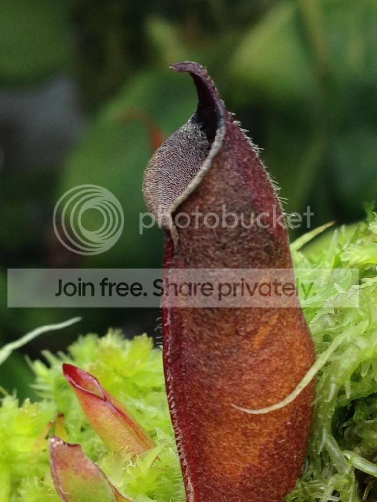 image_zpsd527edb8.jpg