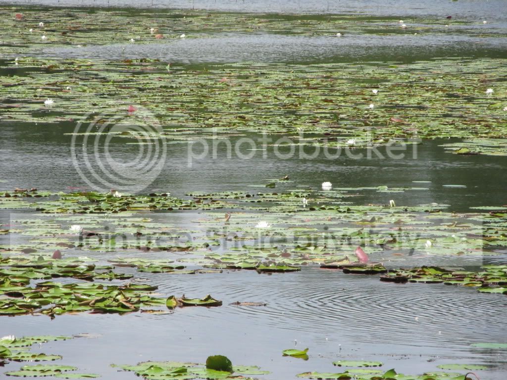IMG_6371.jpg