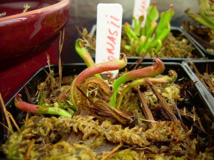 DSCN1176.jpg