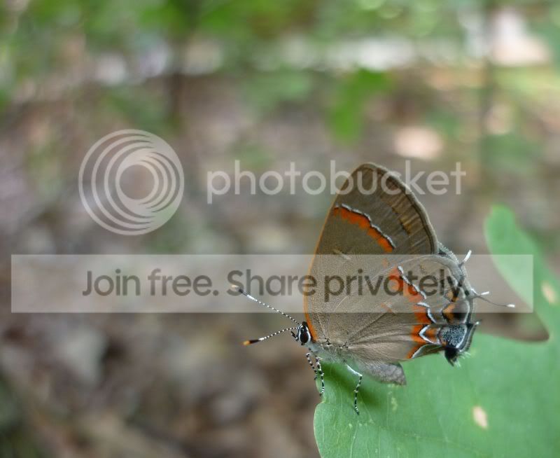 Red-bandedhairstreak2-LakeAtsion072311RS.jpg