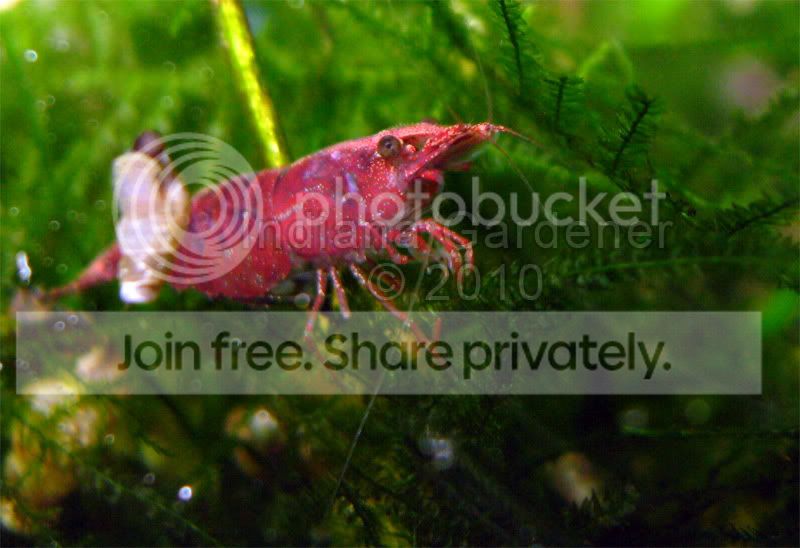 shrimp.jpg
