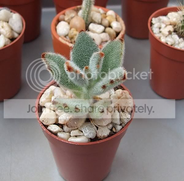 Cactiandsucculents3049.jpg