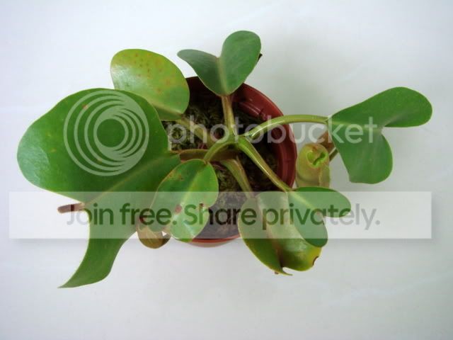 truncata_pasian.jpg