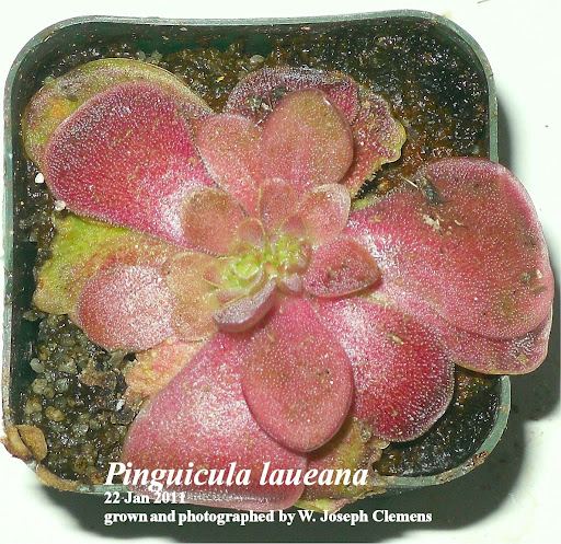 P_laueana_22Jan2011.jpg