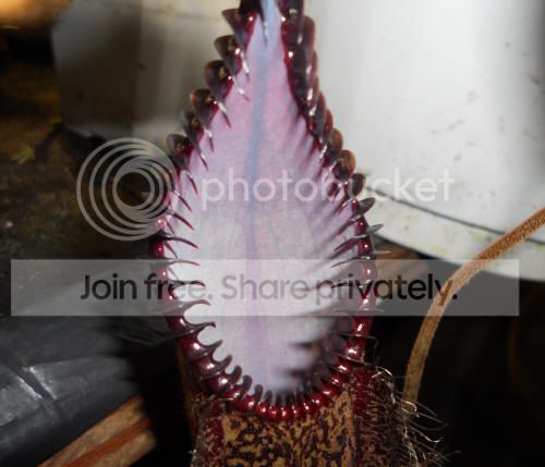 Nhamata02_6-30-11.jpg