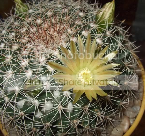 Cactisucculentrandoompics014.jpg