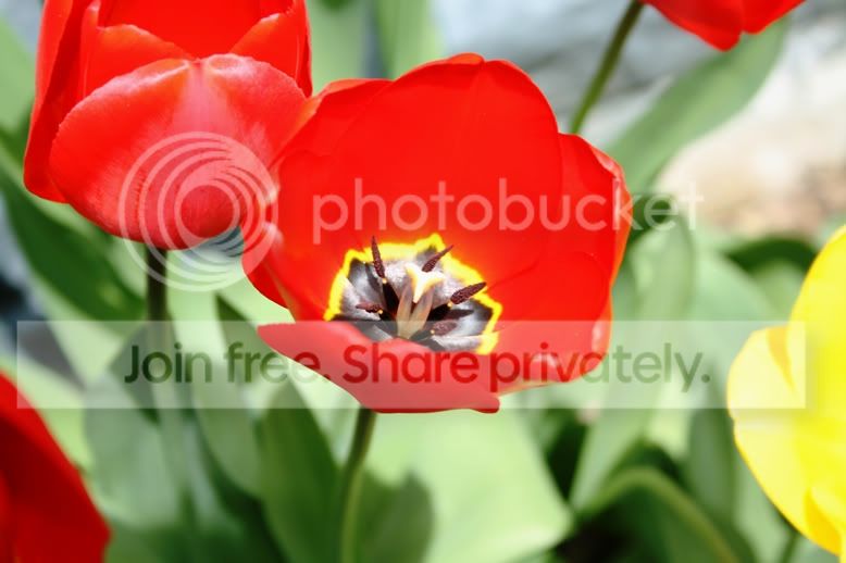 tulip1.jpg
