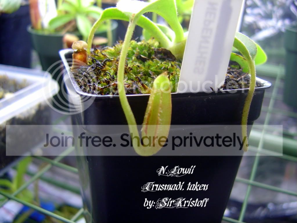 AristolochioidesandLowii002.jpg