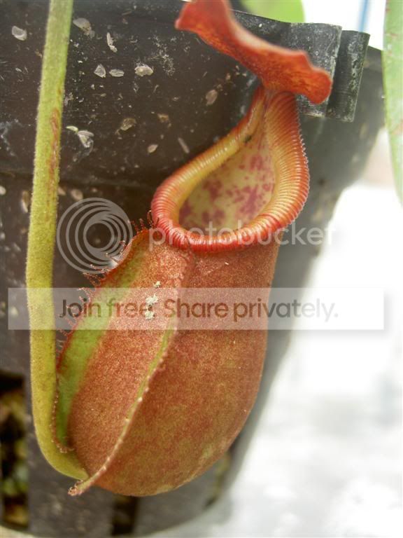 Nepenthesthoreliixtrusmadiensis0610.jpg