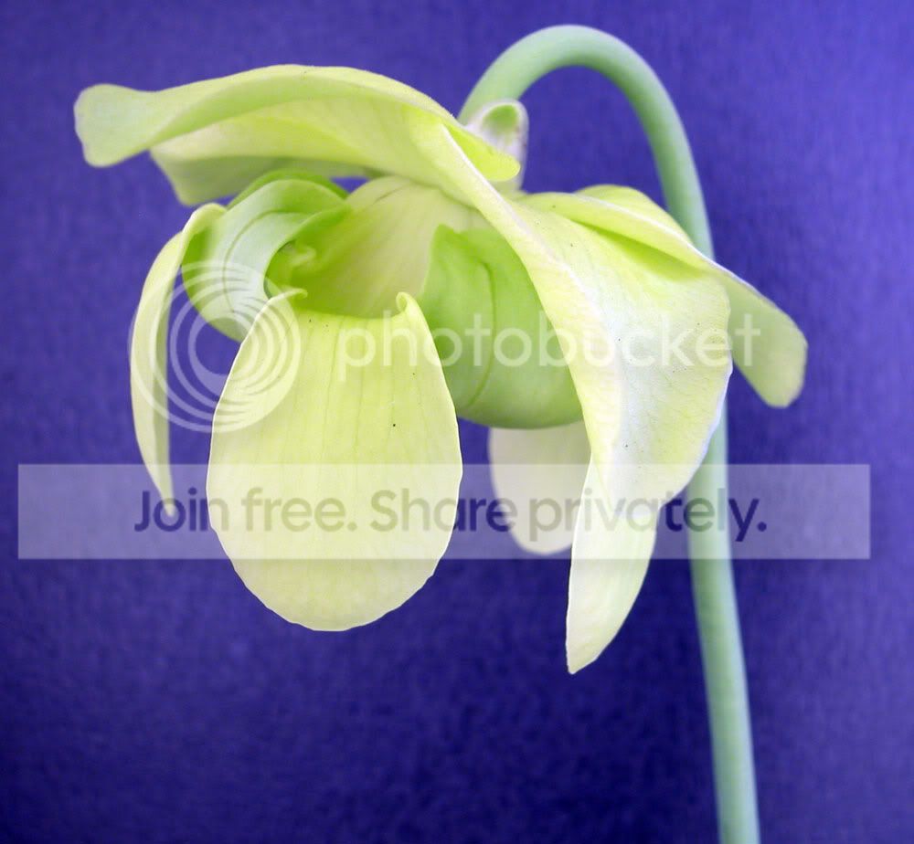OREOFLOWER.jpg