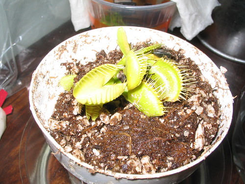 200101824_d4b4473d9c.jpg