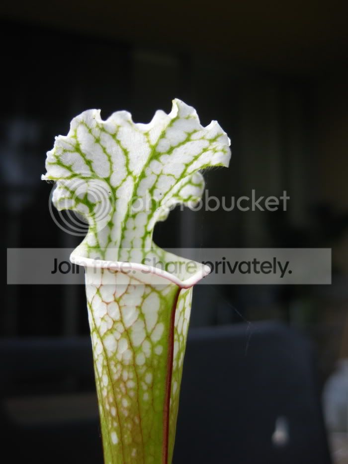 Sleucophylla3.jpg