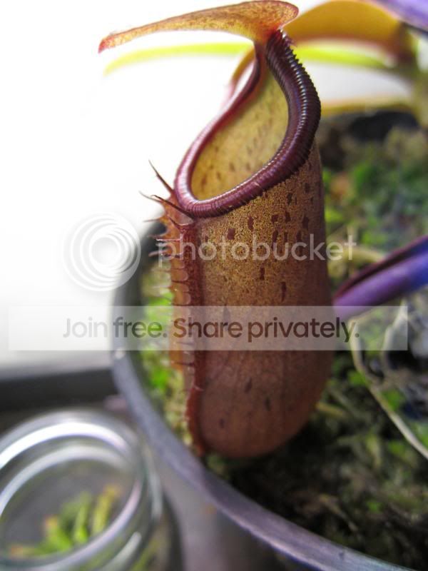 IMG_1954_zps8ebdd65c.jpg