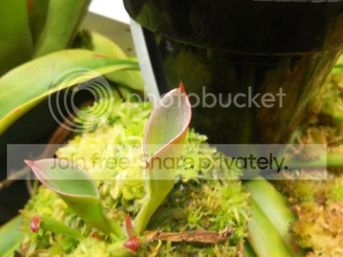 Hpulchella_7-1-12.jpg