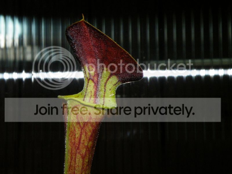 DSCF9509.jpg