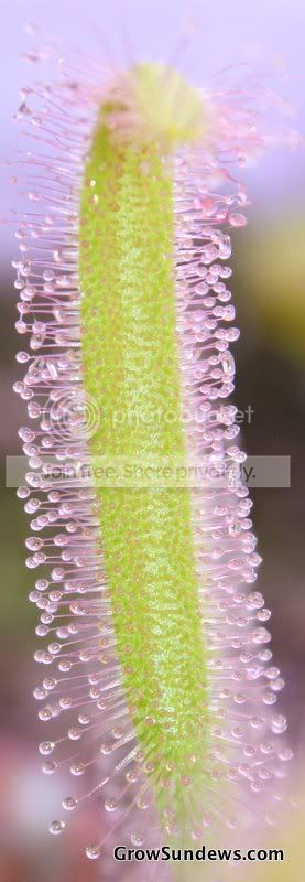 D_capensis_alba5.jpg