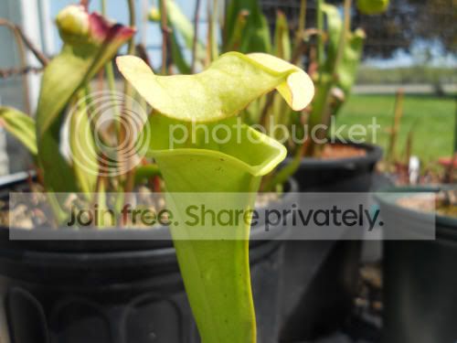 SoreoXleah_5-14-12.jpg