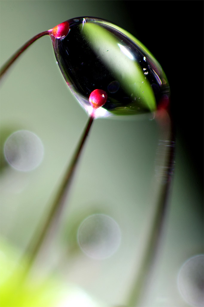 4393365072_808838a6d4_o.jpg