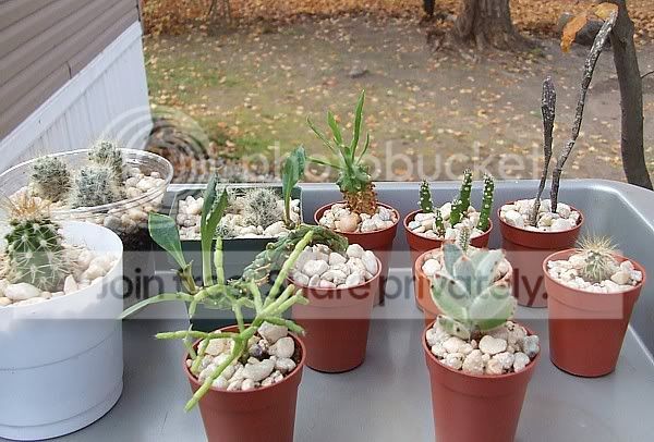 Cactiandsucculents3041.jpg