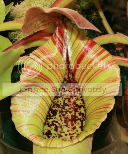 truncata5.jpg