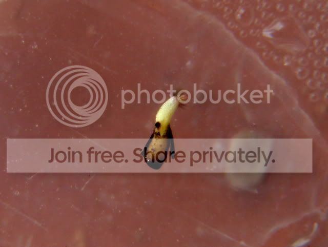 vft_fine_teeth_seedling.jpg