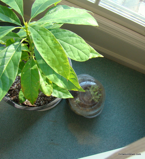 windowsill_setup.JPG