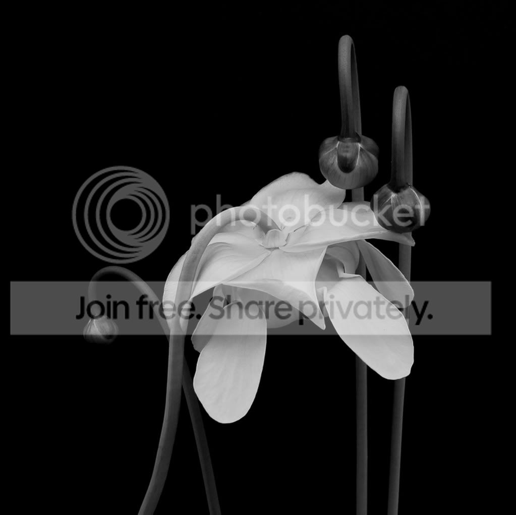 SARRACENIA-2010.jpg