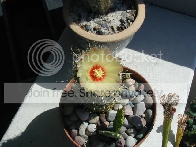 cactusflower.jpg