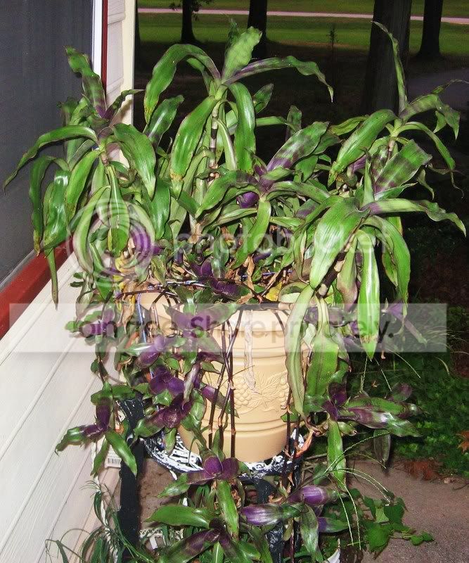 mysteryhouseplant.jpg