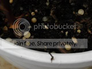 DSCN0267-1.jpg