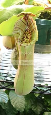 truncata-1.jpg