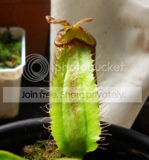 NQxK-truncata01_7-8-11.jpg