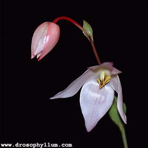 Heliamphoraheterodoxa03.jpg